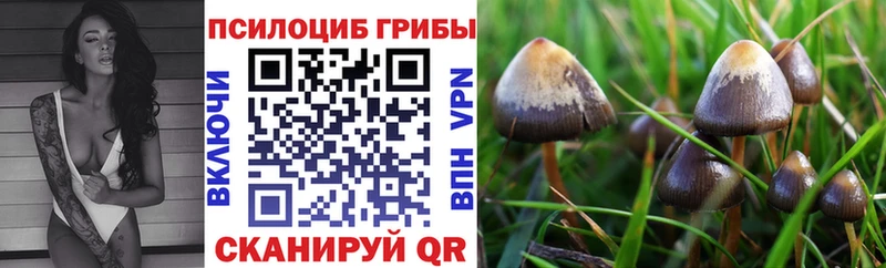 Псилоцибиновые грибы GOLDEN TEACHER  Купить где  Елец 