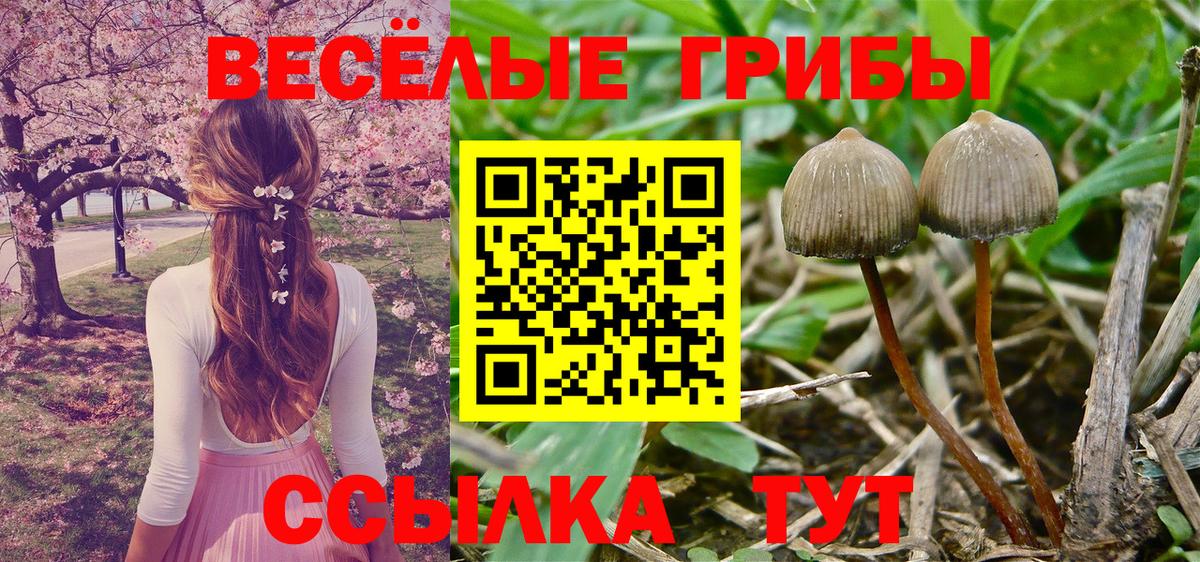 Псилоцибиновые грибы Psilocybe  Елец 